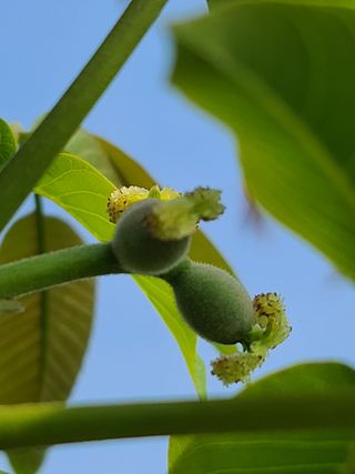 은혜농원(사과농사)님의 자유주제 · 자유게시판 작성글 사진