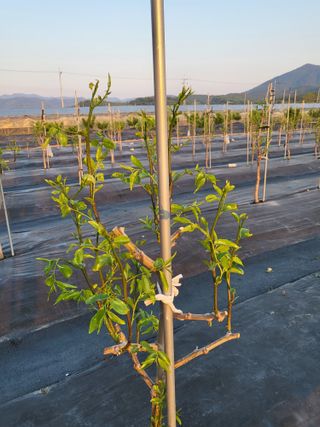 이동엽(양지팜)님의 자유주제 · 자유게시판 작성글 사진