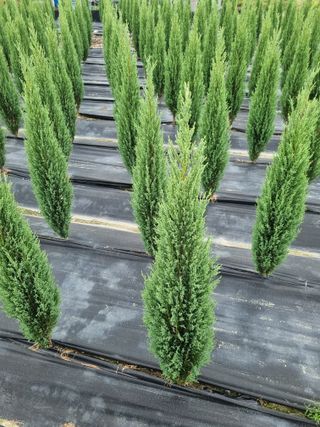 연산나무농장님의 자유주제 · 자유게시판 작성글 사진