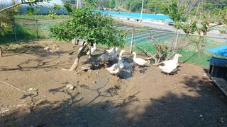 산골촌부님의 자유주제 · 자유게시판 작성글 사진