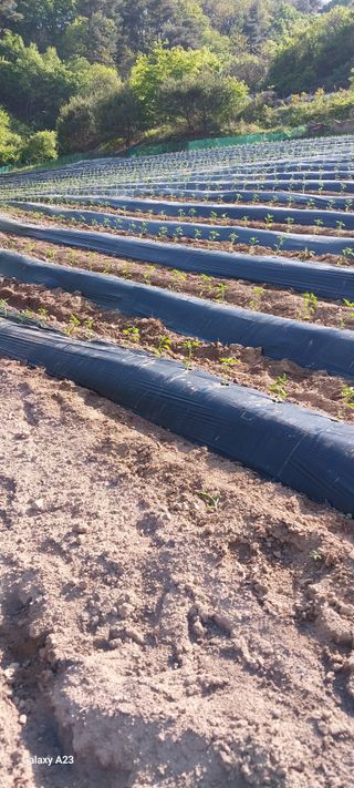 이일철 (조이산골)님의 자유주제 · 자유게시판 작성글 사진