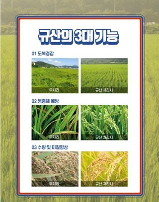 대산농사대장님의 벼 · 자유게시판 작성글 사진