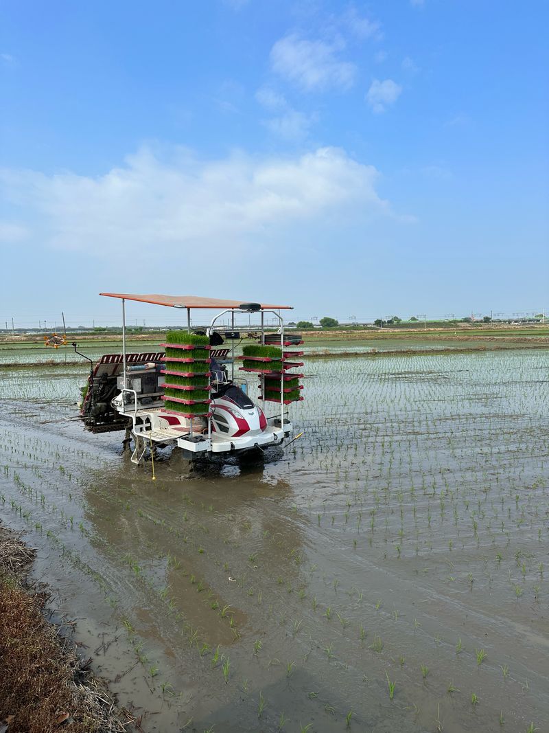 이설희순님의 장터 판매 상품 [2025년신동진쌀10kg] 첨부 사진