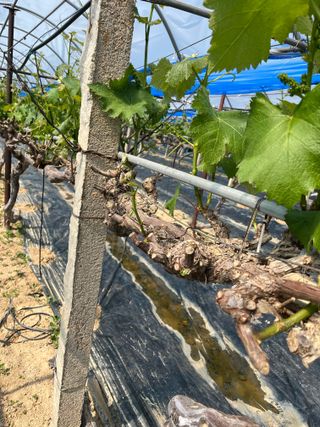 이호승님의 농사, 무엇이든 물어보세요! · 참여글 작성글 사진