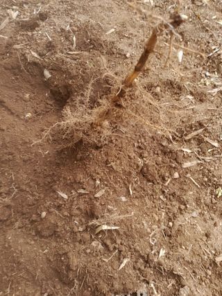 김민수산에서농사중님의 자유주제 · 자유게시판 작성글 사진