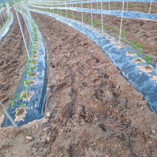 오영도님의 자유주제 · 자유게시판 작성글 사진