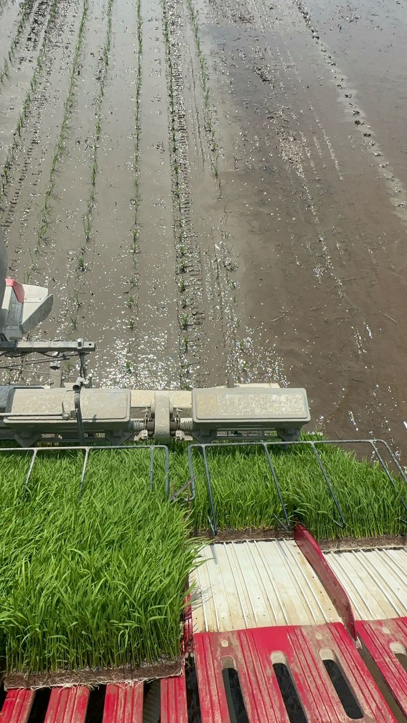 이설희순님의 장터 판매 상품 [2025년신동진쌀10kg] 첨부 사진