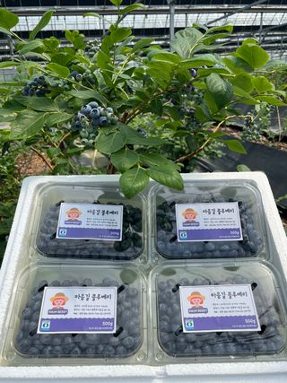 마음길베리님의 작성글 사진