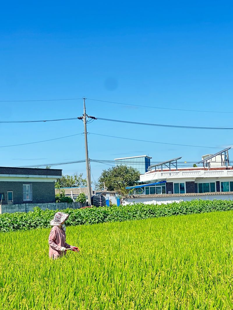 이설희순님의 장터 판매 상품 [2025년신동진쌀10kg] 첨부 사진