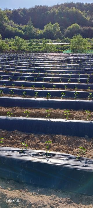 이일철 (조이산골)님의 자유주제 · 자유게시판 작성글 사진