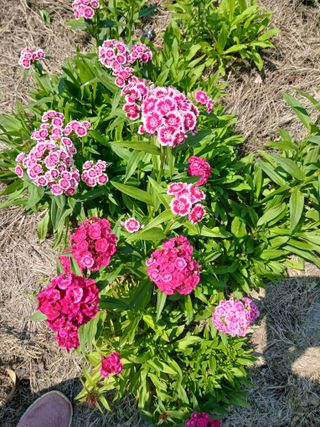 최남옥님의 자유주제 · 자유게시판 작성글 사진