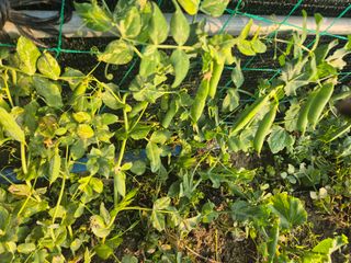 준영농장 출석왕.님의 자유주제 · 자유게시판 작성글 사진