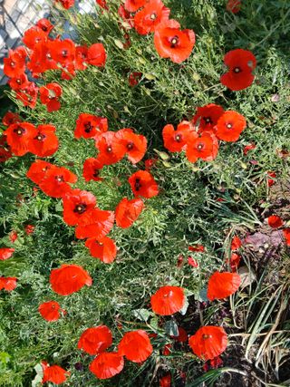 최남옥님의 자유주제 · 자유게시판 작성글 사진