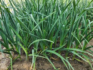 고승현(장수하늘소)님의 자유주제 · 자유게시판 작성글 사진