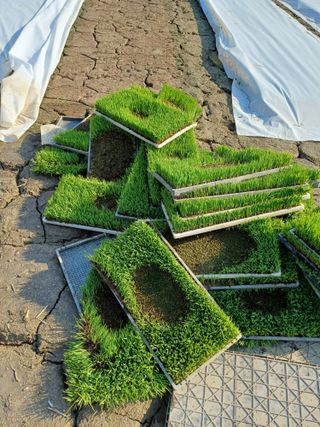 김대업님의 농사, 무엇이든 물어보세요! · 참여글 작성글 사진