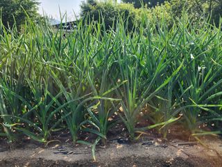 고승현(장수하늘소)님의 자유주제 · 자유게시판 작성글 사진