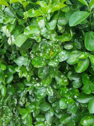 강옥석님의 농사, 무엇이든 물어보세요! · 참여글 작성글 사진