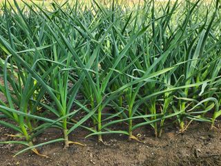 고승현(장수하늘소)님의 자유주제 · 자유게시판 작성글 사진