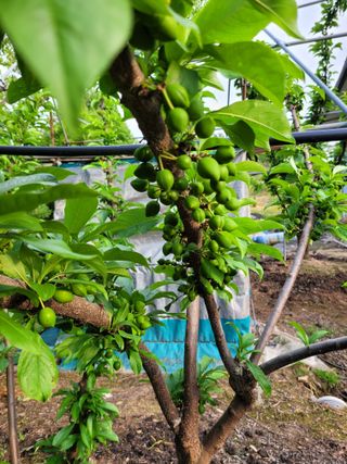 우경농원님의 자유주제 · 자유게시판 작성글 사진