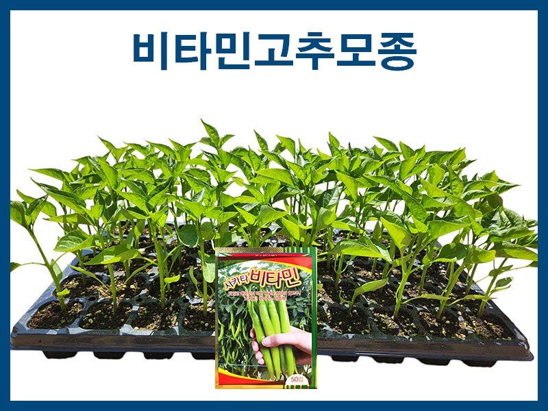 장터 상품 [비타민고추모종 10개] 썸네일