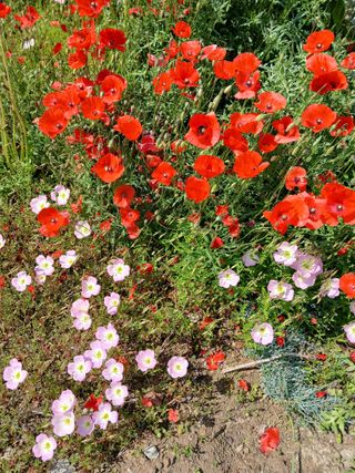 최남옥님의 자유주제 · 자유게시판 작성글 사진