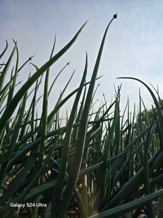 소병찬님의 농사, 무엇이든 물어보세요! · 참여글 작성글 사진