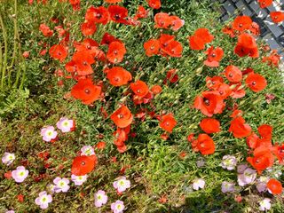 최남옥님의 자유주제 · 자유게시판 작성글 사진