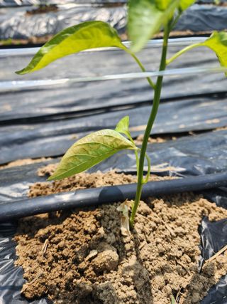 회사원&초보농사꾼님의 자유주제 · 자유게시판 작성글 사진