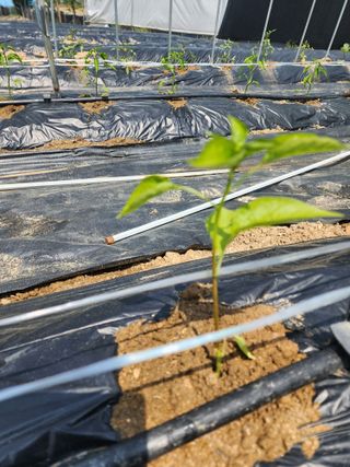 회사원&초보농사꾼님의 자유주제 · 자유게시판 작성글 사진