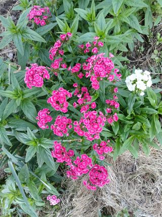 최남옥님의 자유주제 · 자유게시판 작성글 사진