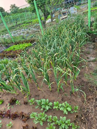 텃밭실습생님의 농사, 무엇이든 물어보세요! · 참여글 작성글 사진