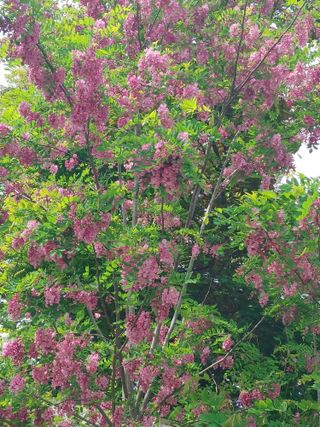 숲속의사나이님의 자유주제 · 자유게시판 작성글 사진