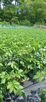 팜모닝 자유주제·자유게시판 게시글 이미지