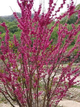 숲속의사나이님의 자유주제 · 자유게시판 작성글 사진