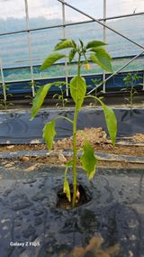 팜모닝 자유주제·자유게시판 게시글 이미지