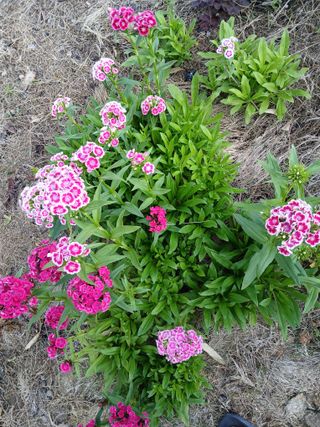 최남옥님의 자유주제 · 자유게시판 작성글 사진