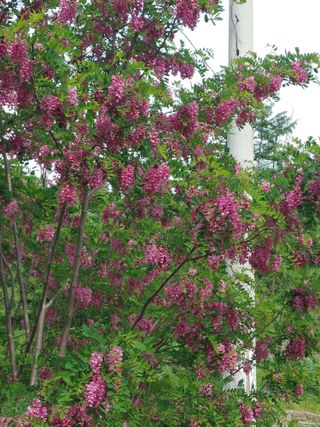 숲속의사나이님의 자유주제 · 자유게시판 작성글 사진