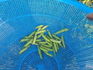 준영농장 출석왕.님의 자유주제 · 자유게시판 작성글 사진