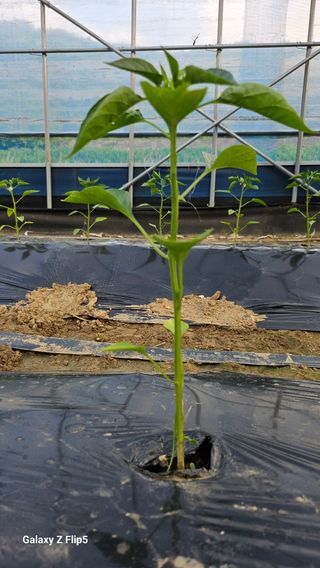 월륭 이은섭님의 자유주제 · 자유게시판 작성글 사진