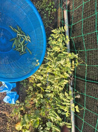 준영농장 출석왕.님의 자유주제 · 자유게시판 작성글 사진