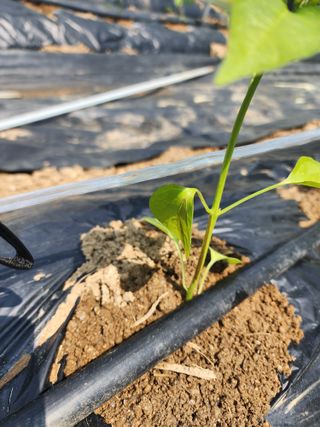 회사원&초보농사꾼님의 자유주제 · 자유게시판 작성글 사진