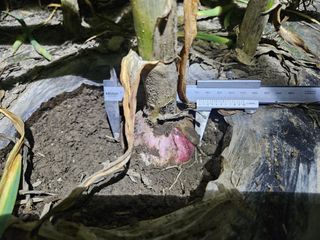 배필이님의 자유주제 · 자유게시판 작성글 사진