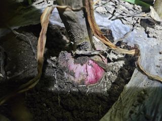 배필이님의 자유주제 · 자유게시판 작성글 사진