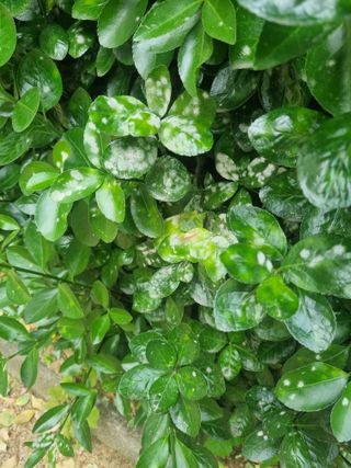 강옥석님의 농사, 무엇이든 물어보세요! · 참여글 작성글 사진