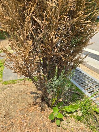 병행농부님의 농사, 무엇이든 물어보세요! · 참여글 작성글 사진