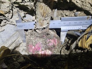 배필이님의 자유주제 · 자유게시판 작성글 사진