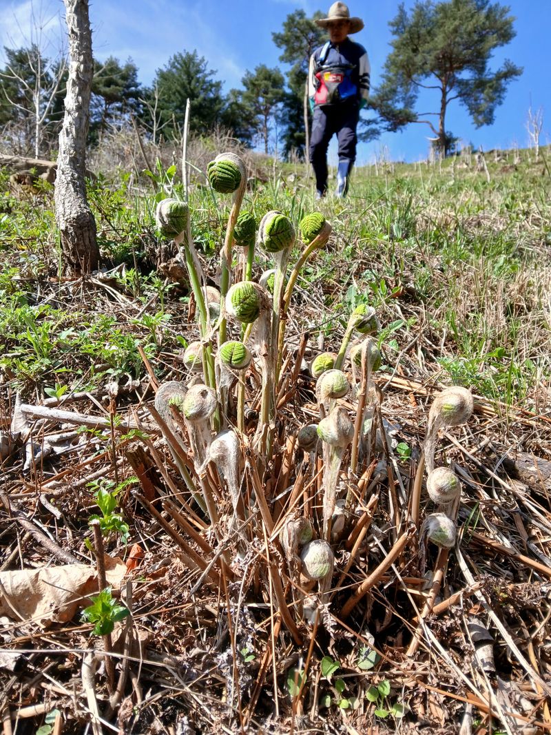 인생은 소풍처럼님의 장터 판매 상품 [100%자연산건고사리100g] 첨부 사진