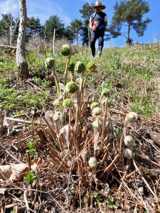 인생은 소풍처럼님의 작성글 사진