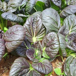 정강화님의 자유주제 · 자유게시판 작성글 사진