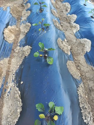 농민님의 고구마 · 자유게시판 작성글 사진